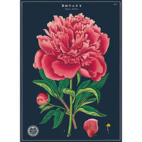 Vintage Floral &amp; Botanical Posters