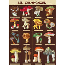Vintage Floral &amp; Botanical Posters