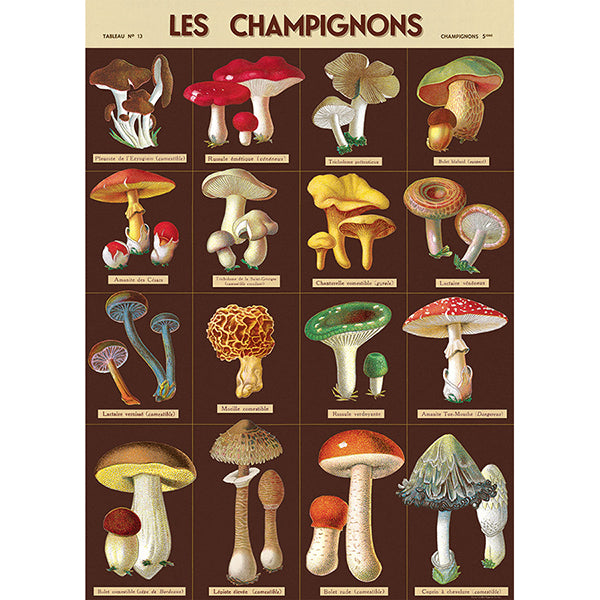 Vintage Floral &amp; Botanical Posters