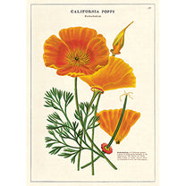 Vintage Floral &amp; Botanical Posters