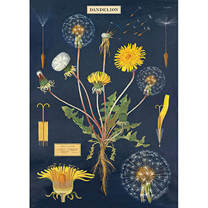 Vintage Floral &amp; Botanical Posters