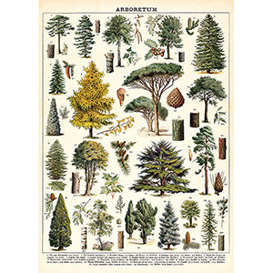 Vintage Floral &amp; Botanical Posters