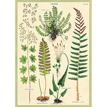 Vintage Floral &amp; Botanical Posters