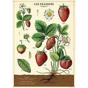 Vintage Floral &amp; Botanical Posters