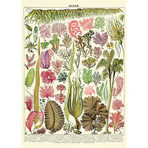 Vintage Floral &amp; Botanical Posters