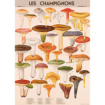 Vintage Floral &amp; Botanical Posters