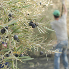 Spanish Hojiblanca - Extra Virgin Olive Oil