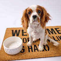 Dinner &amp; Drink Dog Bowl Set