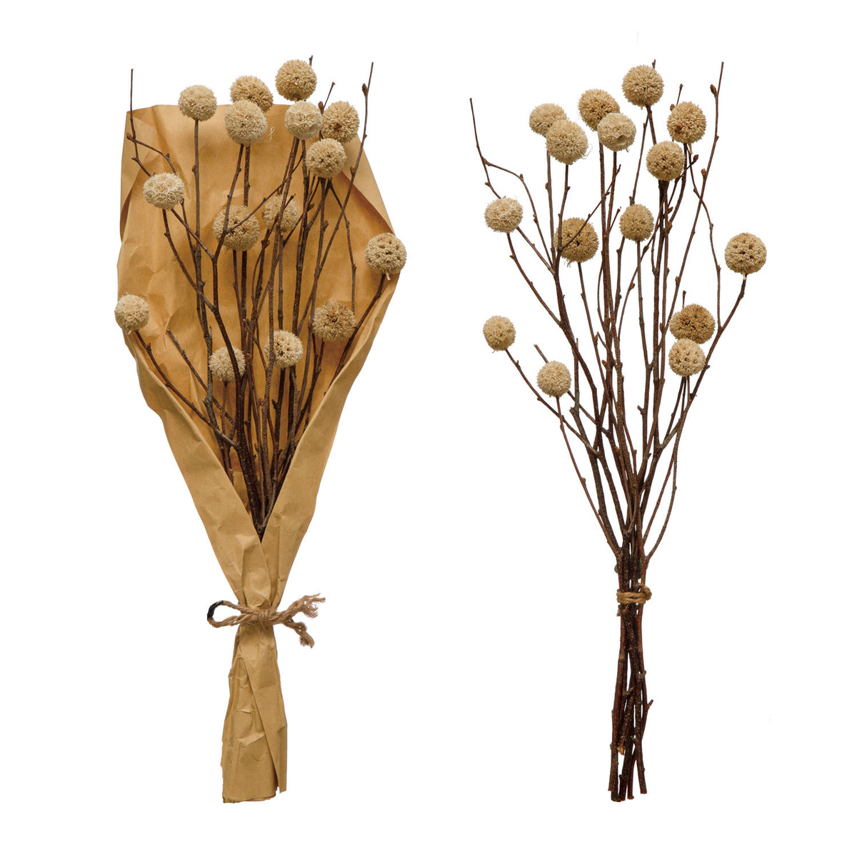 Dried Thistle Bunch