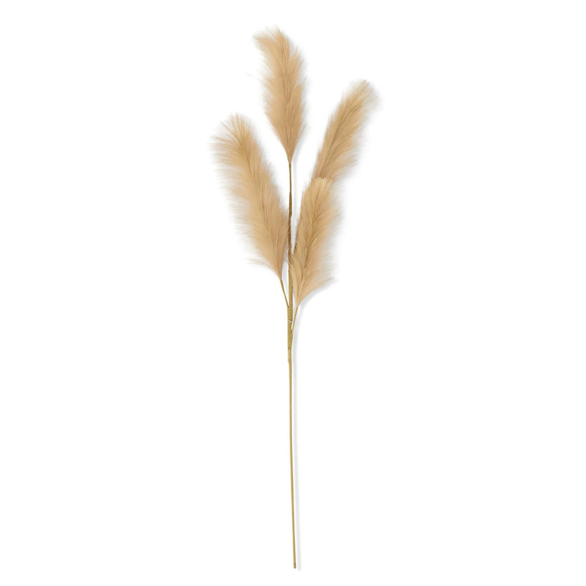 Pampas Grass Spray