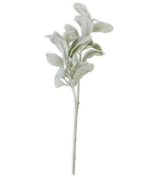 Lamb’s Ear Stem