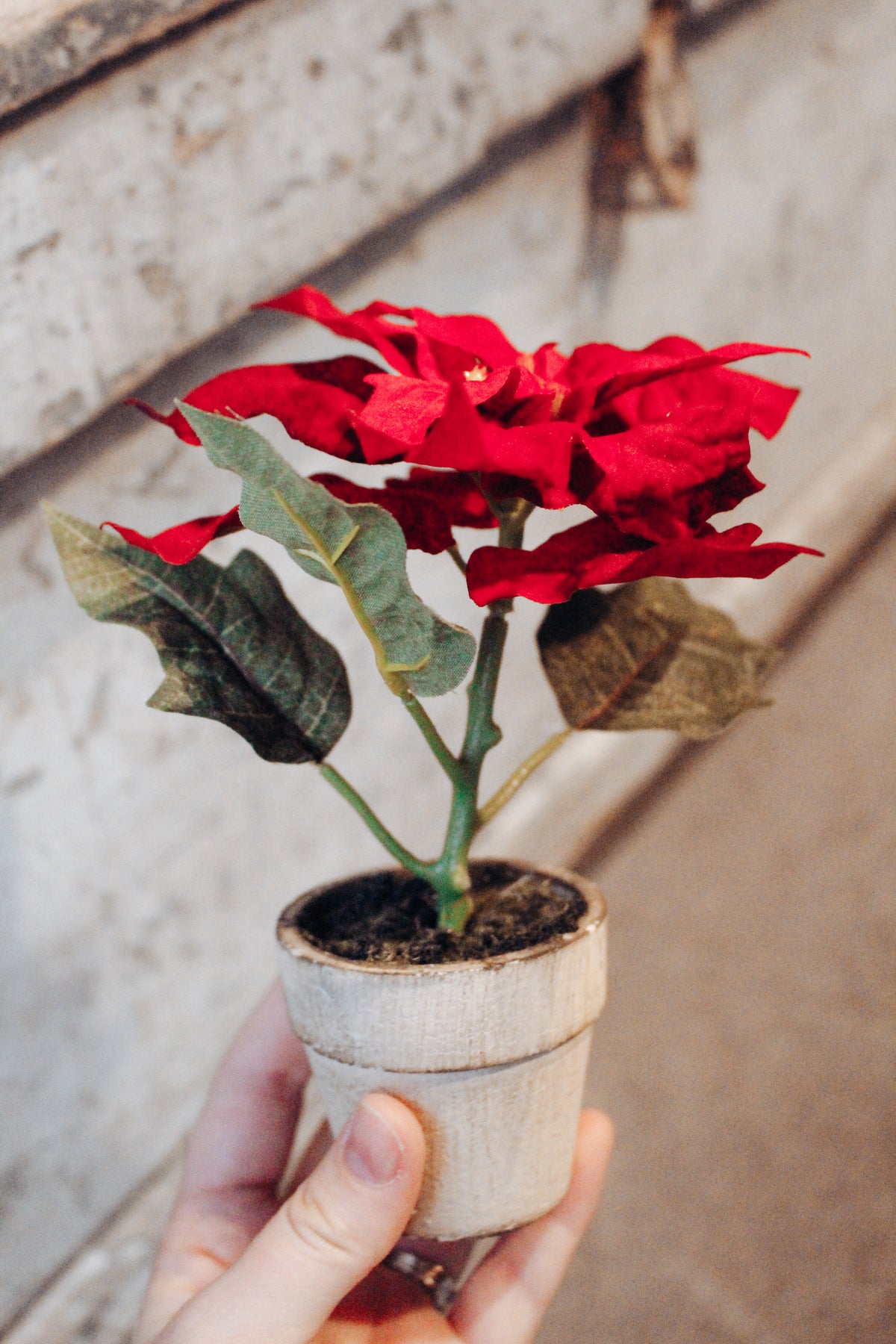 Mini Potted Poinsettia