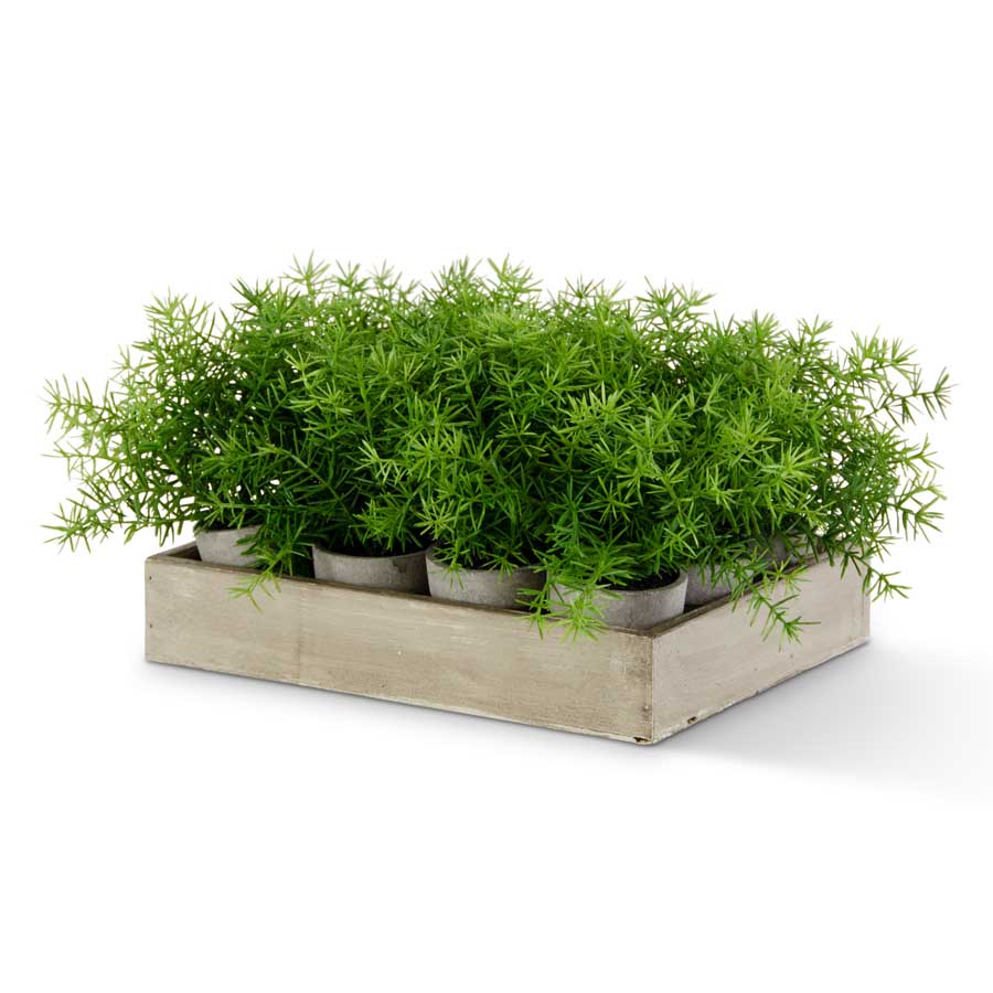Tiny Potted Asparagus Fern