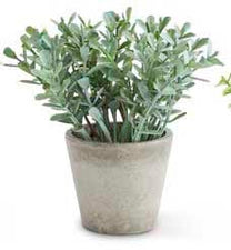 Mini Potted Herb