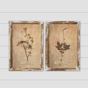 Vintage Botanical Framed Prints