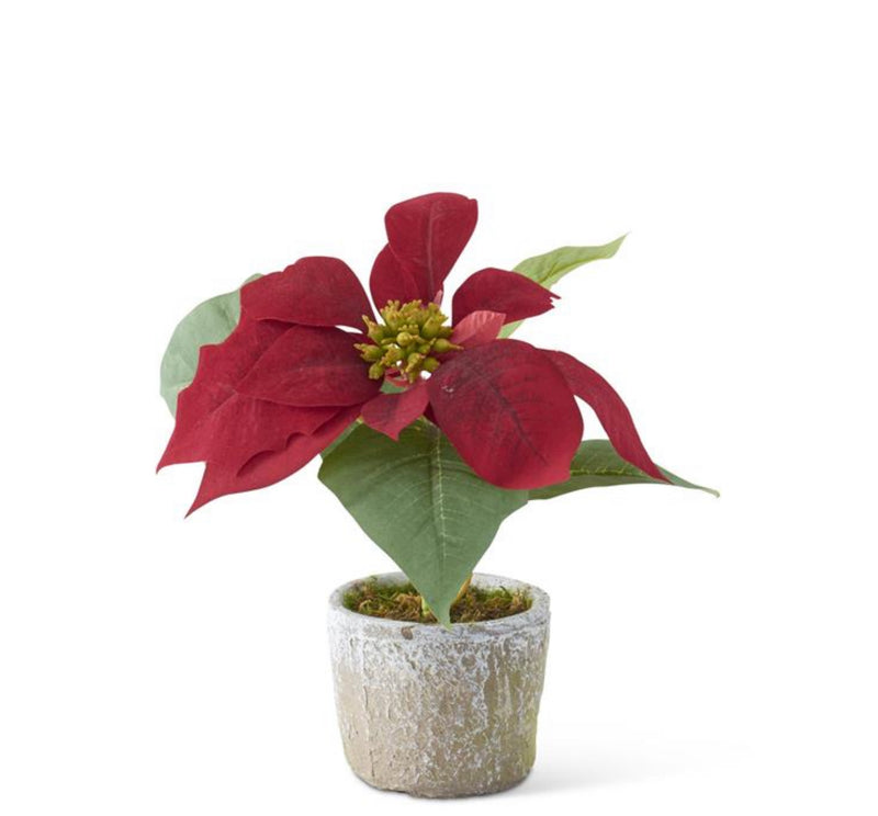 Velvet Poinsettia