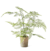 Aged Cement Pot Fern