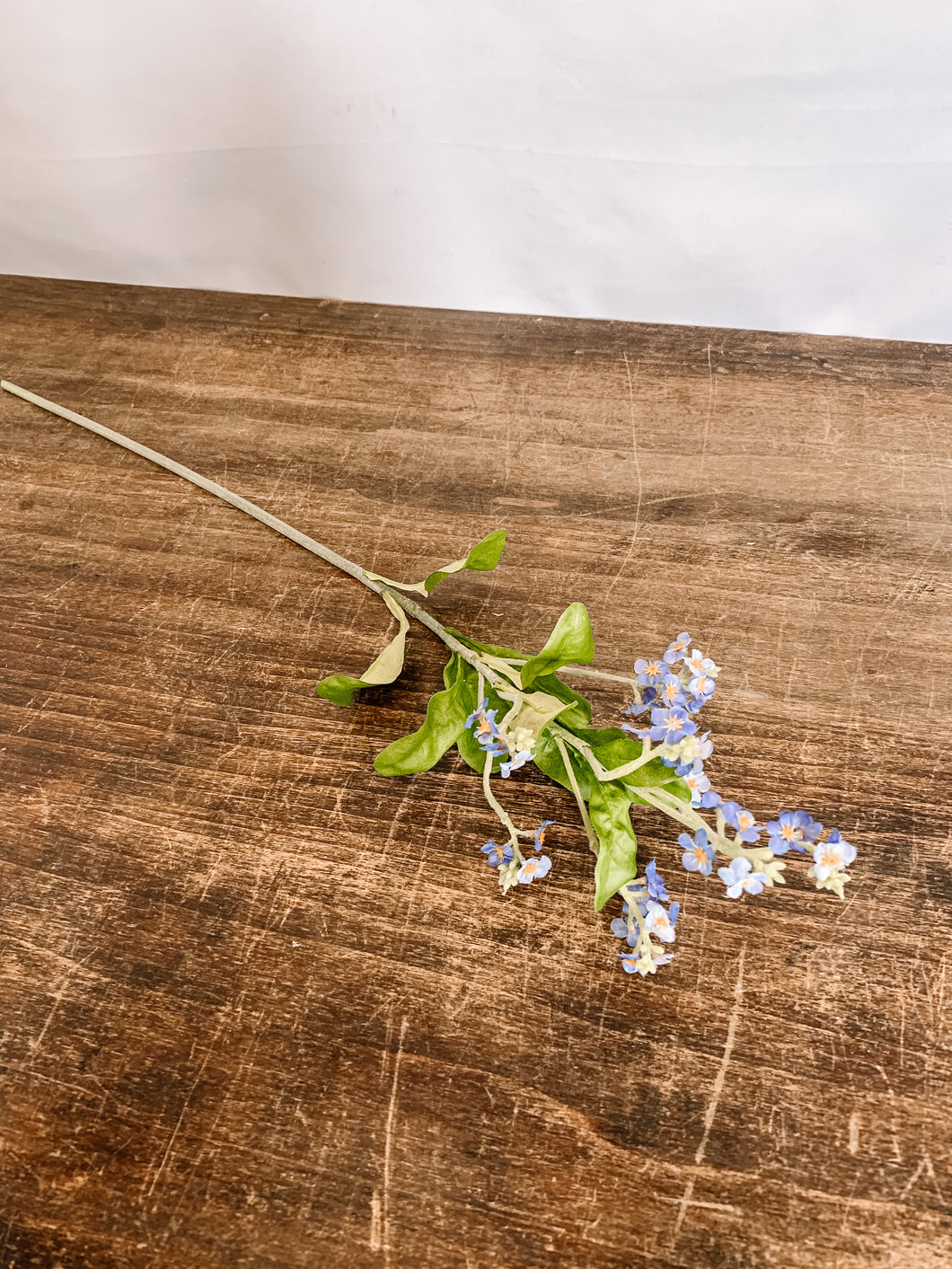 Forget-Me-Not Stem