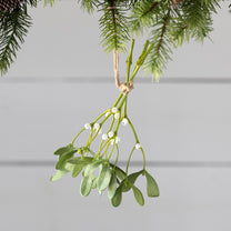 Natural Mistletoe Bundle