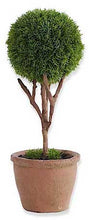 Load image into Gallery viewer, Cypress Topiary