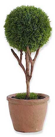 Cypress Topiary