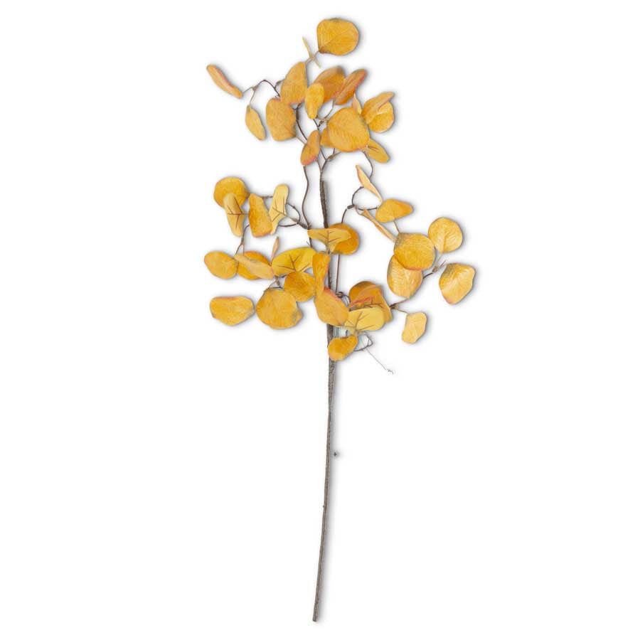Gumdrop Eucalyptus