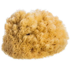 Natural Sea Sponge