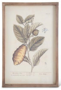 Framed Fruit Prints