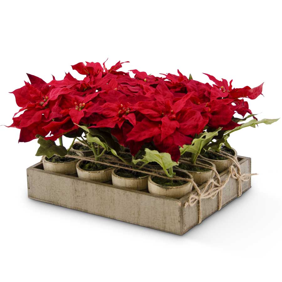 Mini Potted Poinsettia