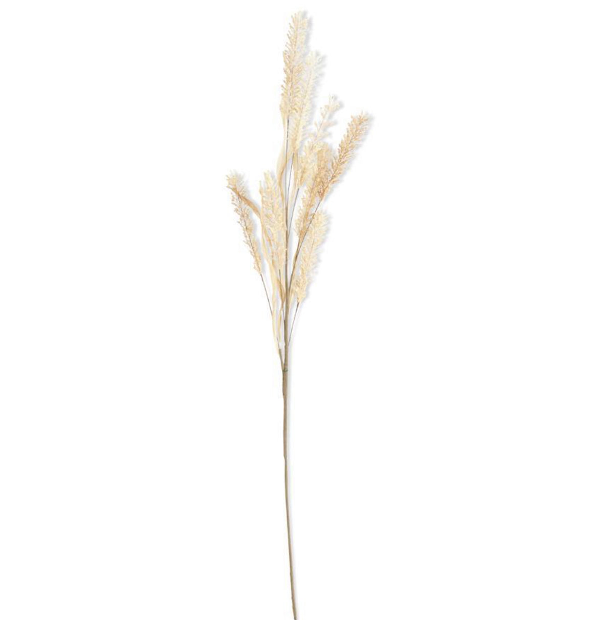 Pampas Grass Spray