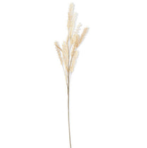 Pampas Grass Spray