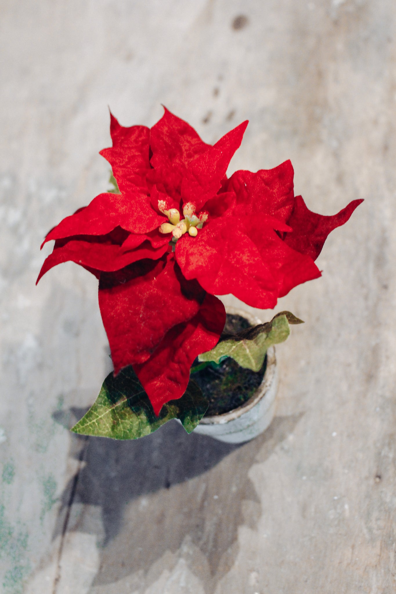  16 Potted Red Poinsettia Plant Pot with 5 Flowers