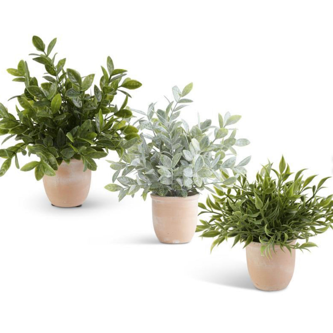 Terracotta Potted Herbs