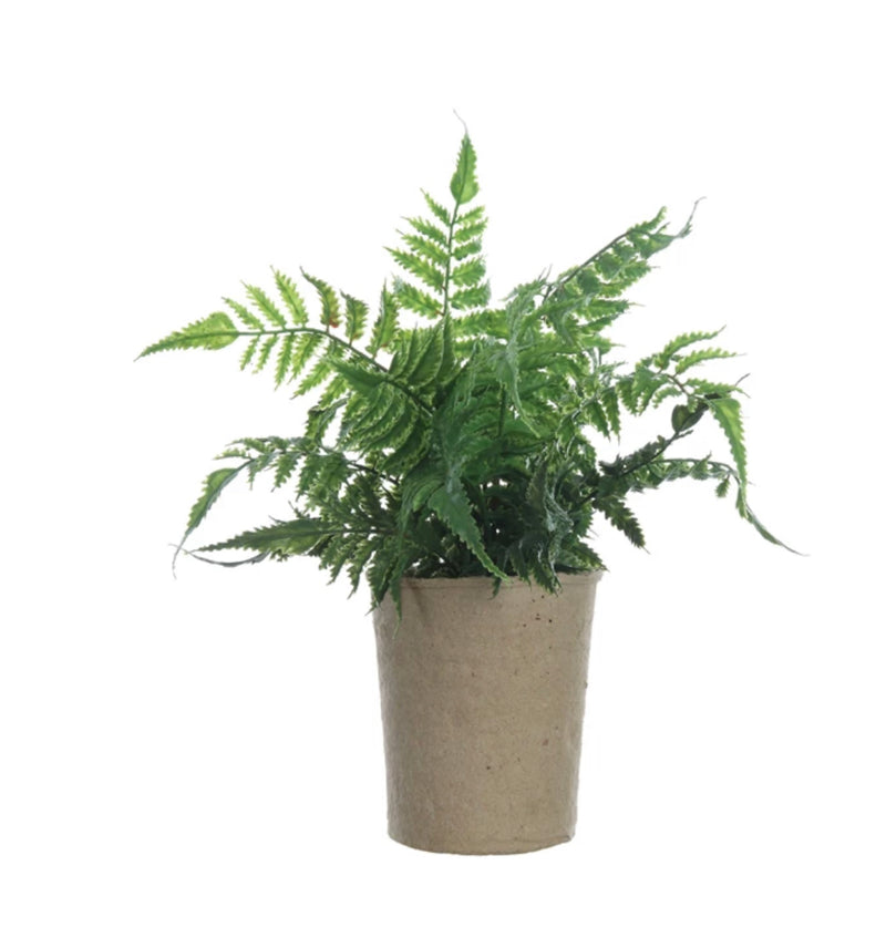 Paper Pot Fern