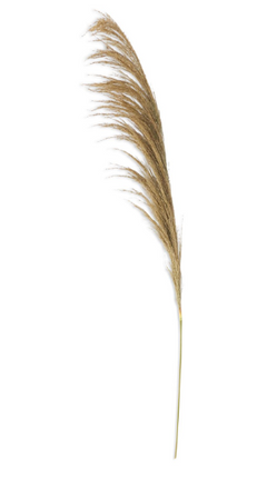 Dried Pampas Stem