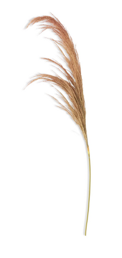 Dried Pampas Stem